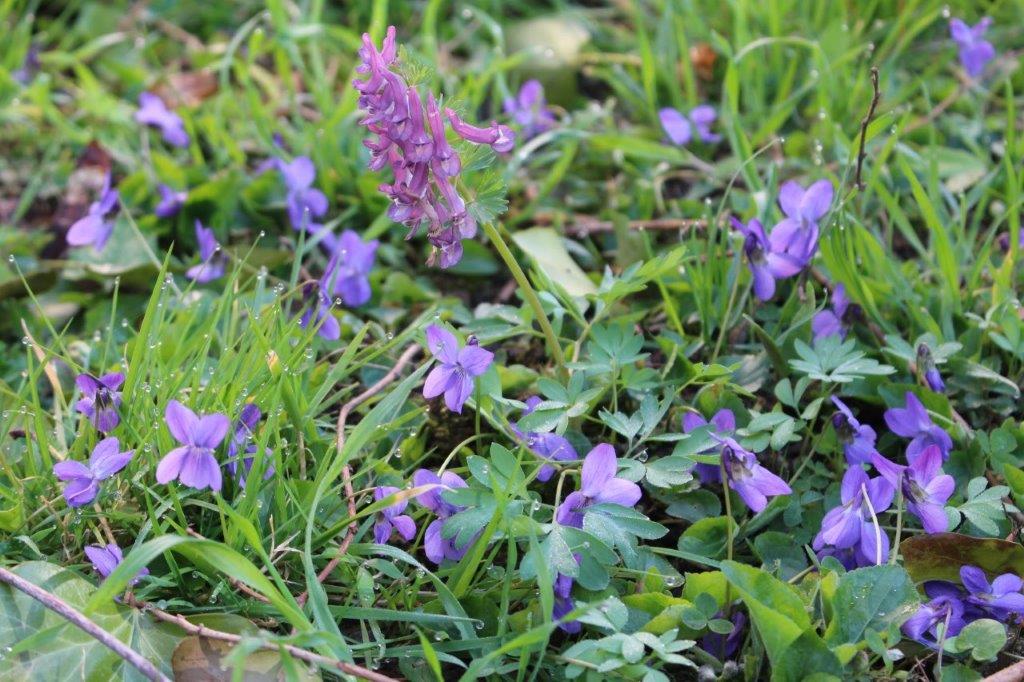 Violette©Babeth Violette©Babeth