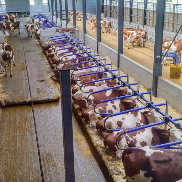 ©Chambres d'hôtes Souffle Nature Montbéliardes dans l'étable