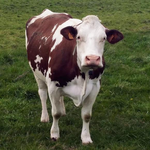 ©Chambres d'hôtes Souffle Nature Vache montbéliarde