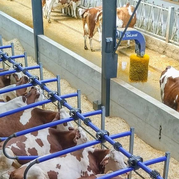 ©Chambres d'hôtes Souffle Nature Montbéliardes dans l'étable