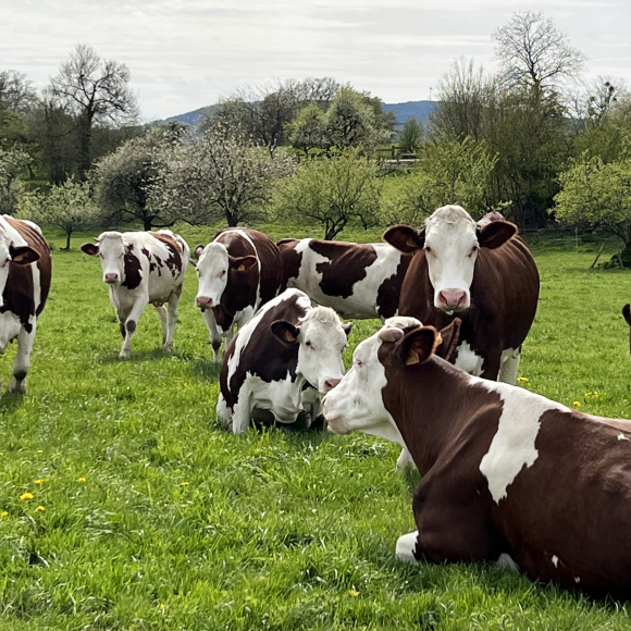 Nos belles vaches montbéliardes