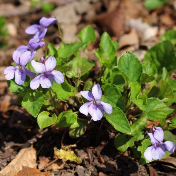 Violette©Babeth