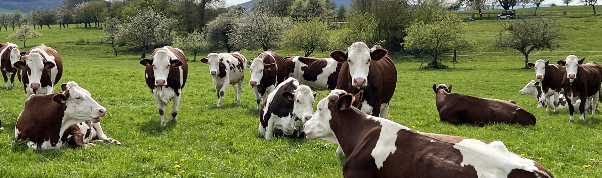 ©Office de Tourisme du Pays de Montbéliard Nos belles vaches montbéliardes