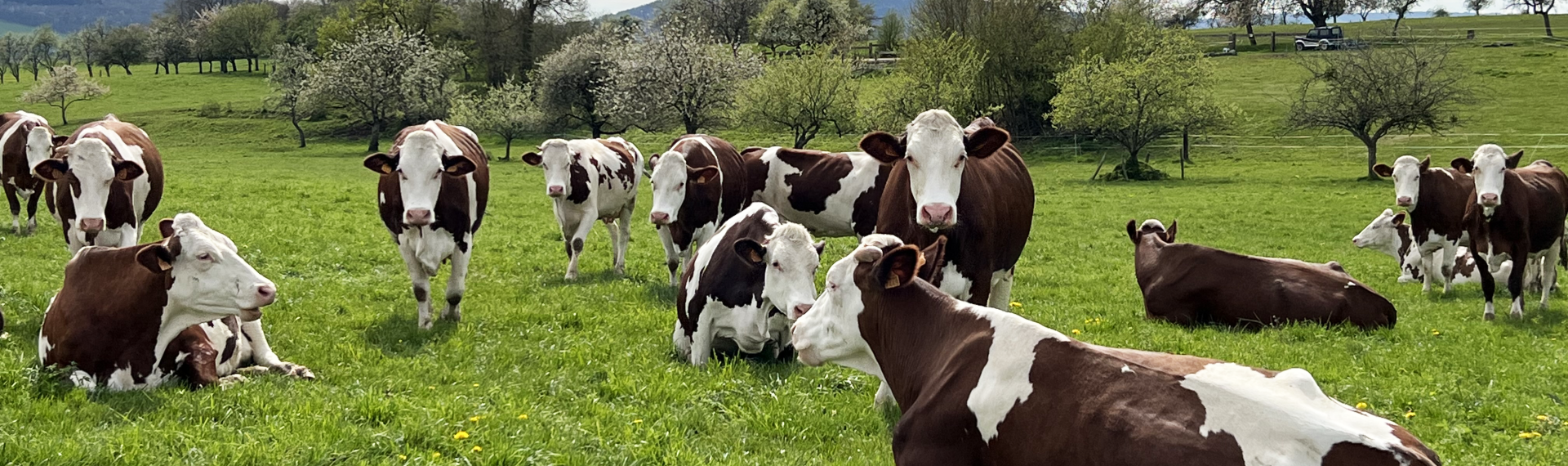 Nos belles vaches montbéliardes