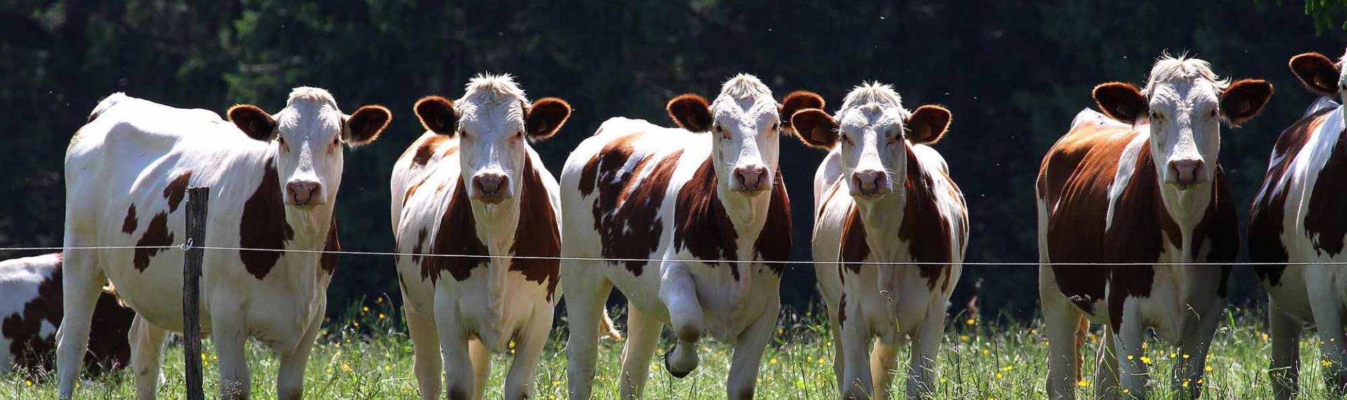 La vache Montbéliarde