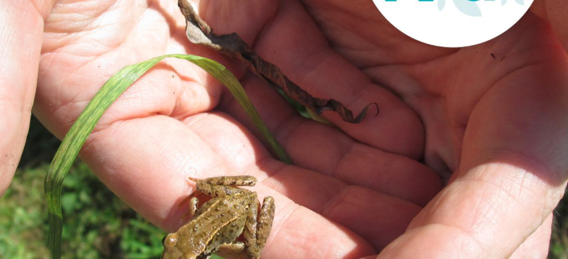 Les petites bêtes de l'eau © Mona +