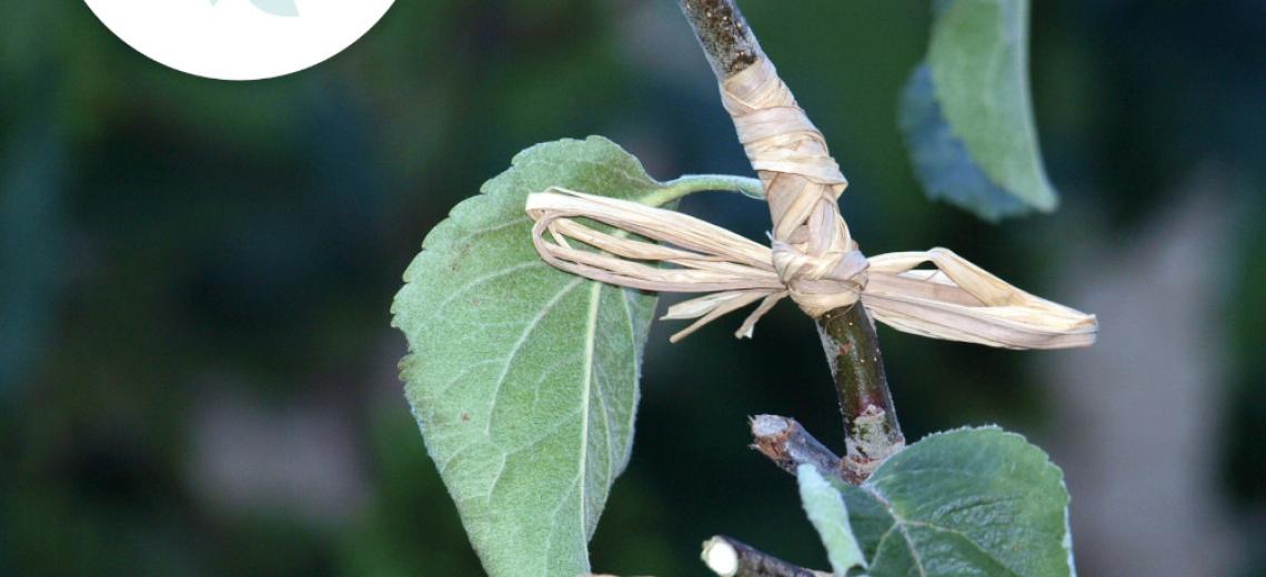 La greffe en couronne © Mona +