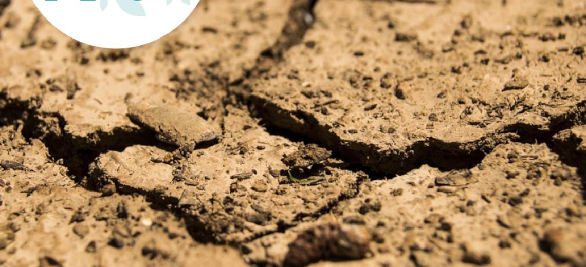 Le sol: de la forêt ©  S. Coulon pour PMA