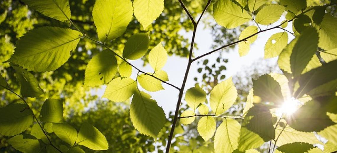 Feuille verte avec soleil ©  Libre de droit - Pixabay
