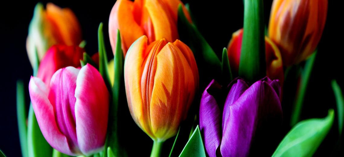 flowers-429041 © libre de droits - Pixabay