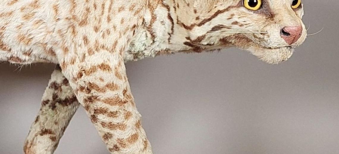 Rencontre-métier  : Restaurateur et taxidermiste © Ocelot (Leopardus pardalis), Strasbourg, Musée Zoologique. Photo : Manon Legris / Musées de la Ville de Strasbourg.  Après dépoussiérage et colorisation,