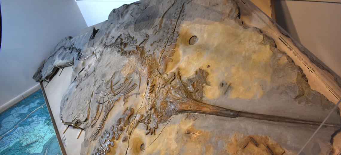 Plongez au cœur des mers jurassiques © Fossile d'Ichtyosaure