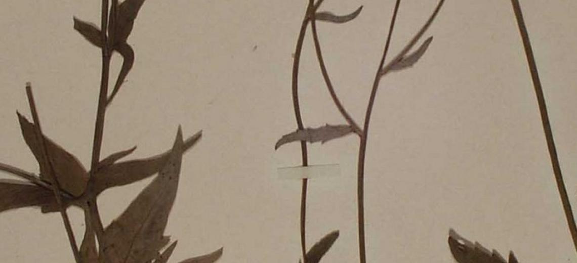 Une heure, une œuvre © Renoncule à feuilles de platane (Ranunculus platanifolius L.). planche extraite de l’herbier de Charles Contejean « Flore du Pays de Montbéliard ». (Inv. MC-H-2001-23-20).  Collections musées de Montbéliard  Musées de Montbéliard