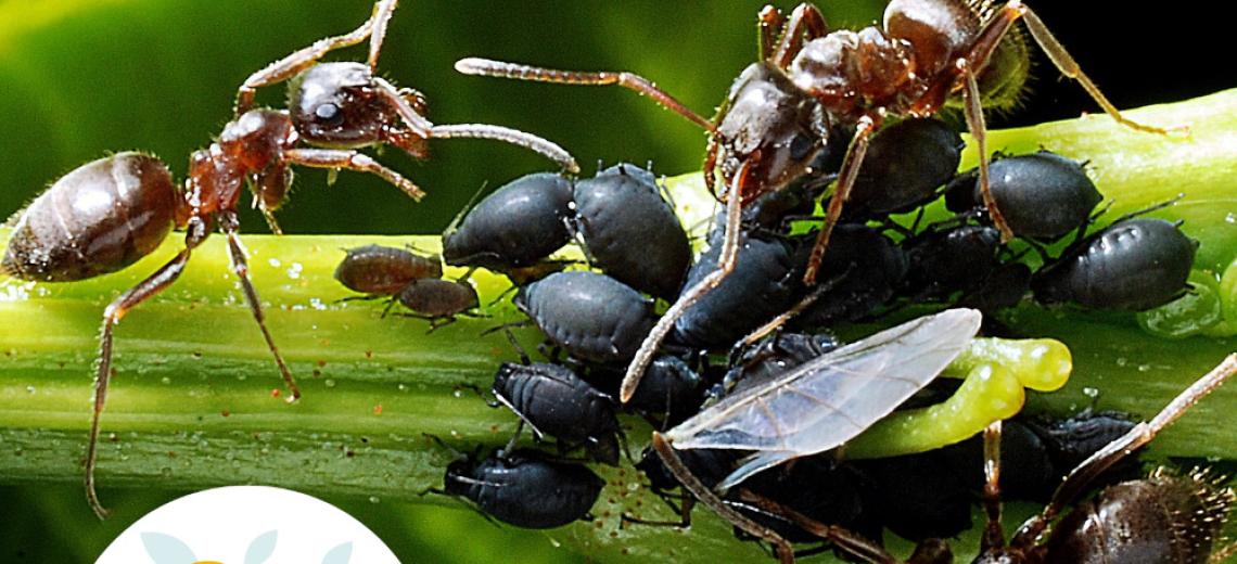 Le monde des fourmis © Mona +