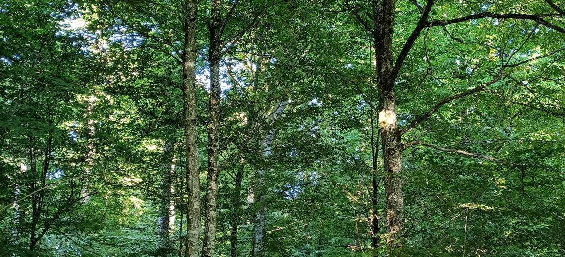 Sentier ludique de la Côte Roux © OTPM