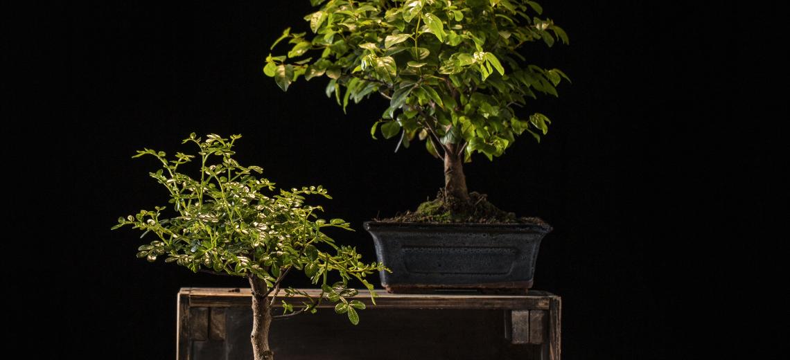 arbor-day-celebration-with-potted-trees © Freepik