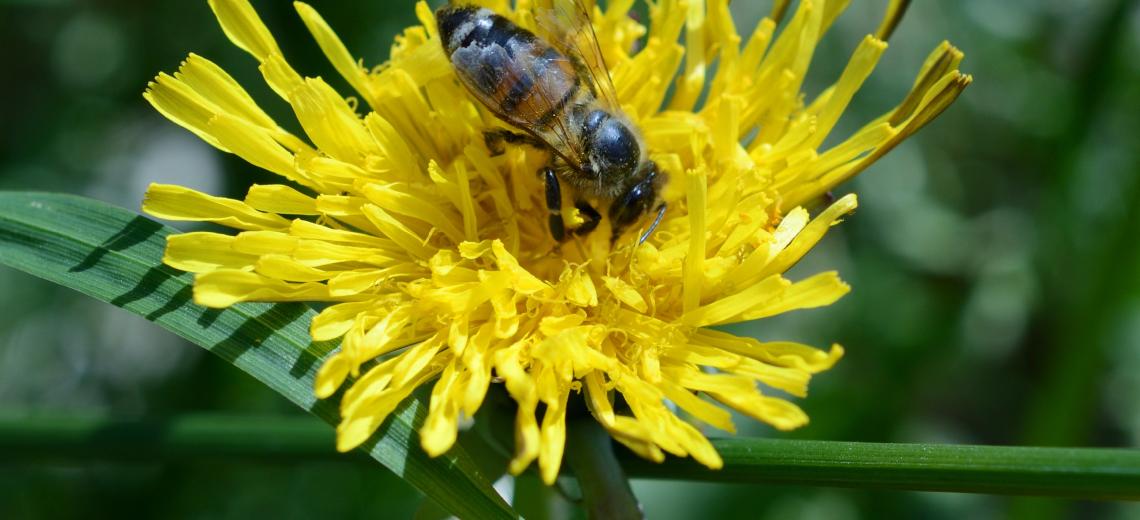 Biodiversité étupes © libre de droits - Pixabay