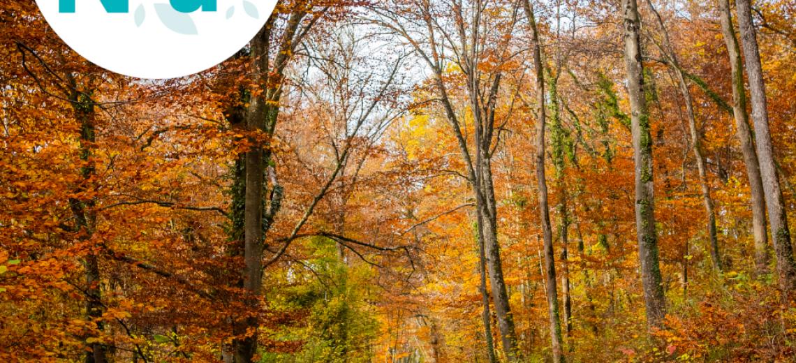 Balade sophro 'balade de forêt' ©  Périples & Cie pour PMA