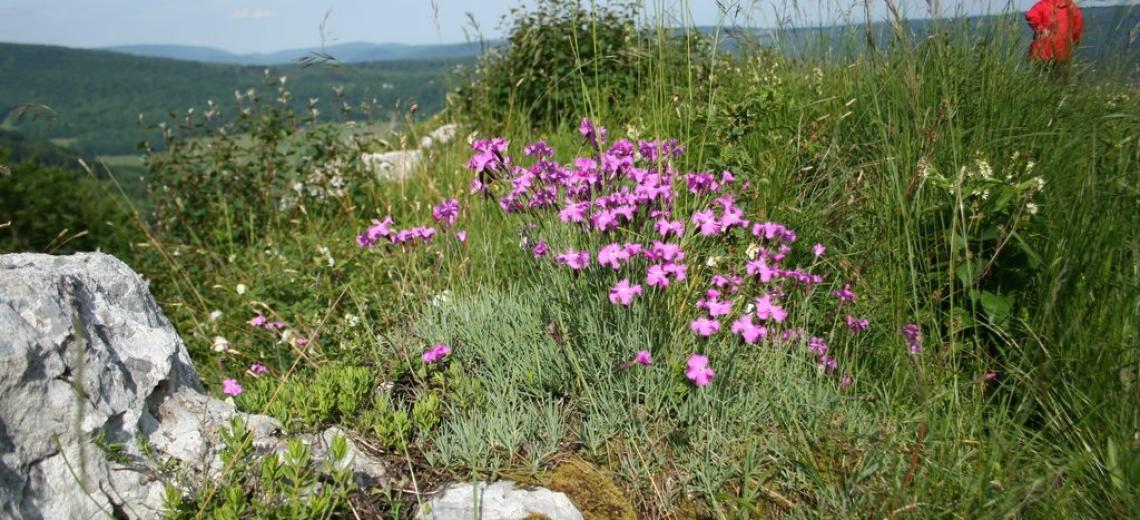 Mercredi découverte : botanique au crêt des Roches © Mona +
