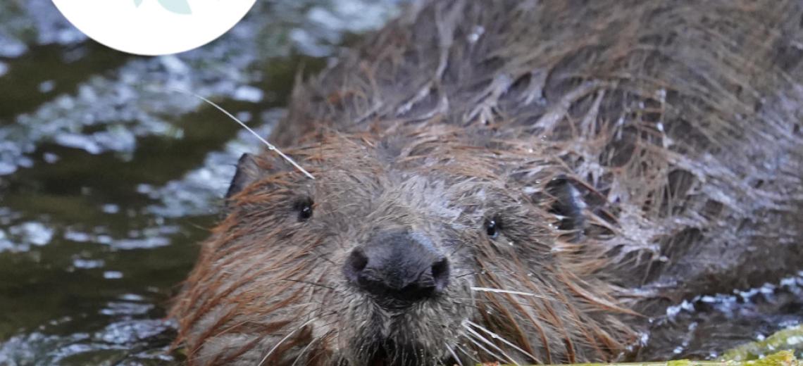 Sur les traces du castor © Mona +