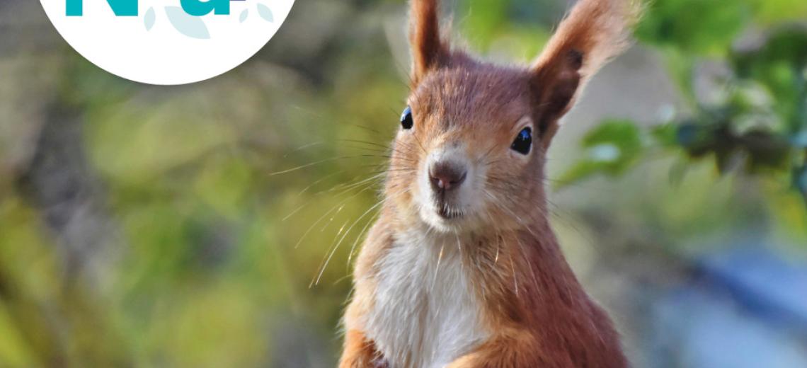 Mammifères d'ici © Mona +