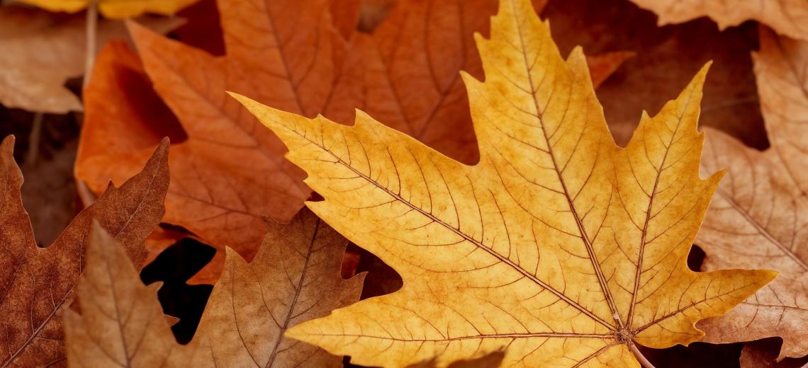 close-up-autumn-leaves © magnifik