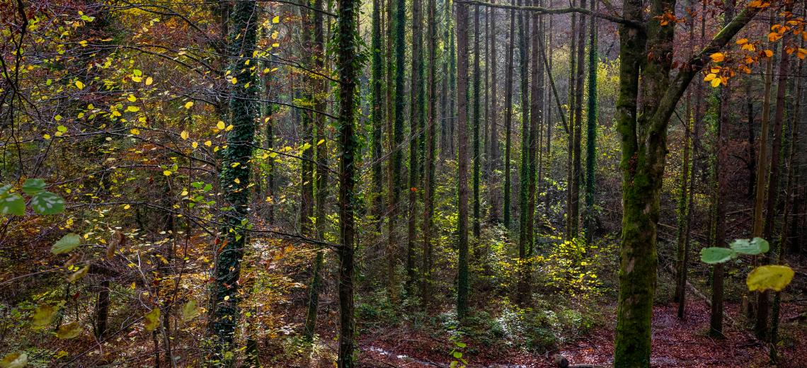 Automne en foret © Simon Daval / MaxPPP