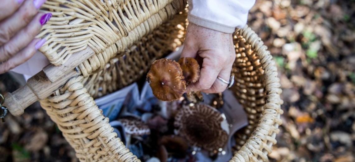 Sortie champignon © PMA