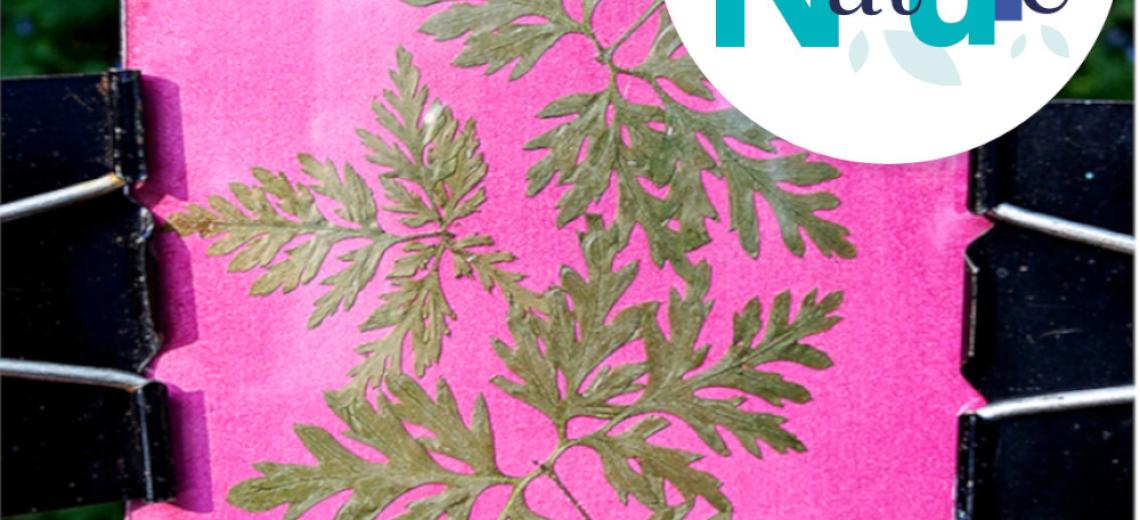 Anthotypes : la photographie végétale © Mona +