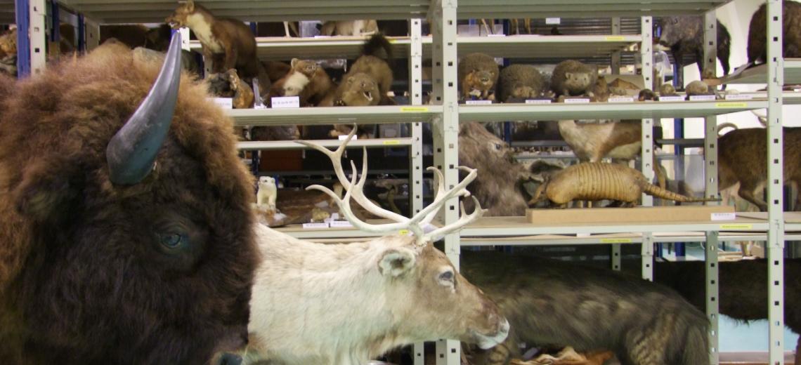 Au cœur des réserves scientifiques © Les réserves des musées