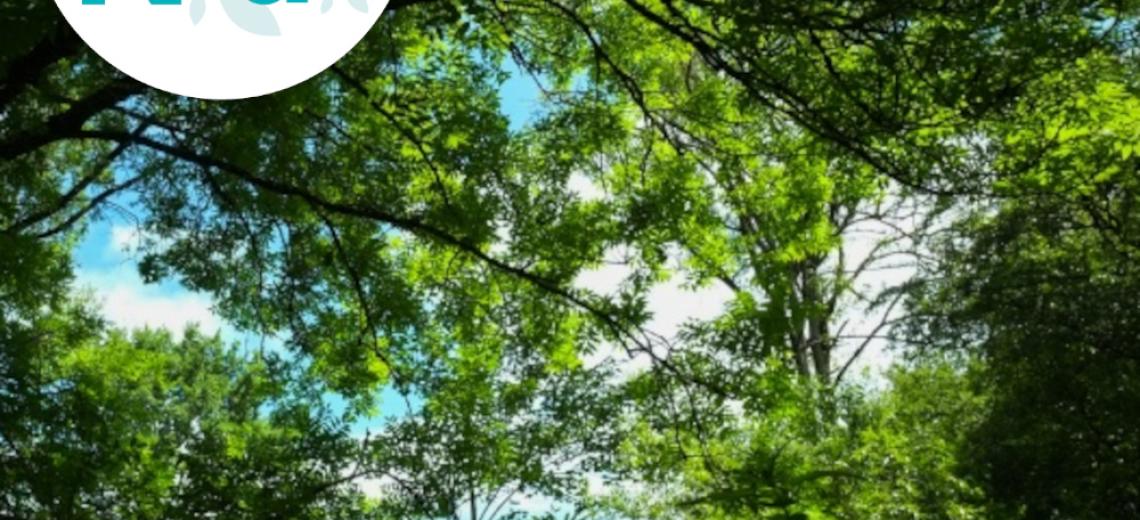 Promenons-nous dans les bois ! © Mona +