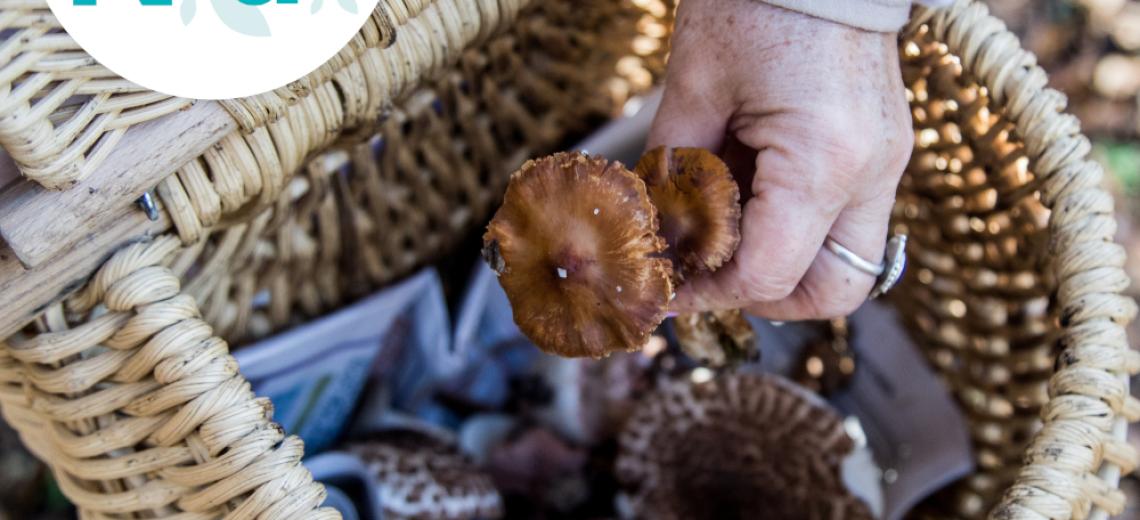 Sortie champignons © Mona +