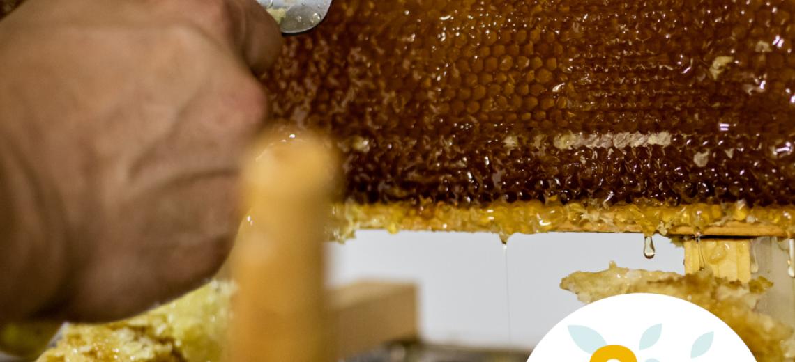 Extraction de miel © Mona +