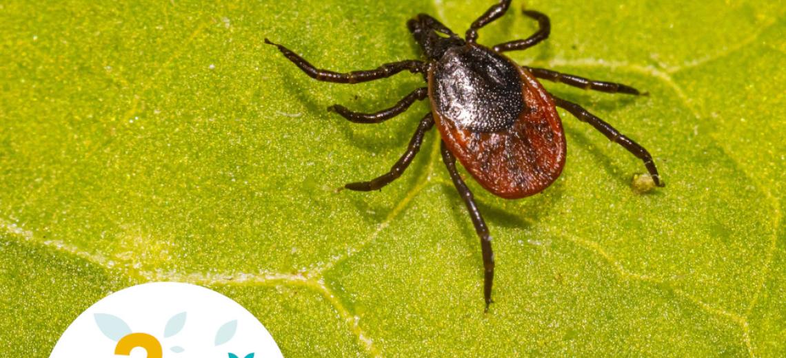 Sensibilisation aux piqures de tiques © Mona +