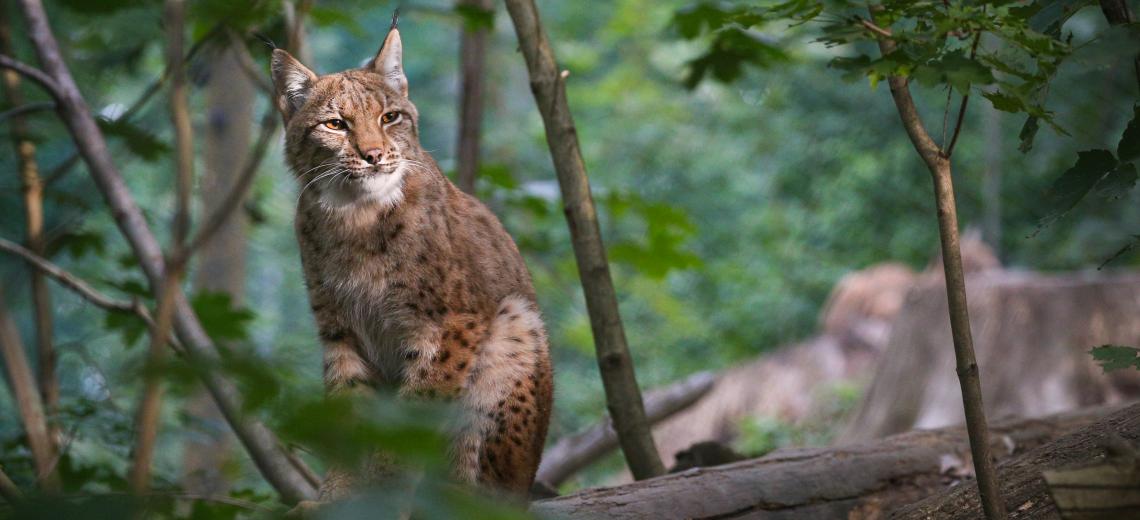 Beautiful and endangered lynx in the nature habitat © Freepik