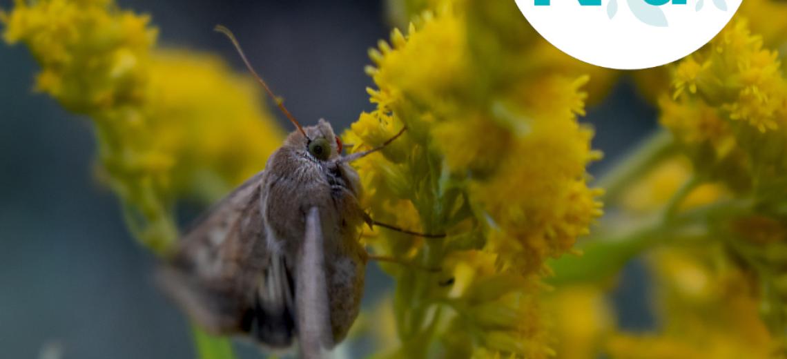 Les papillons de nuit © Mona +