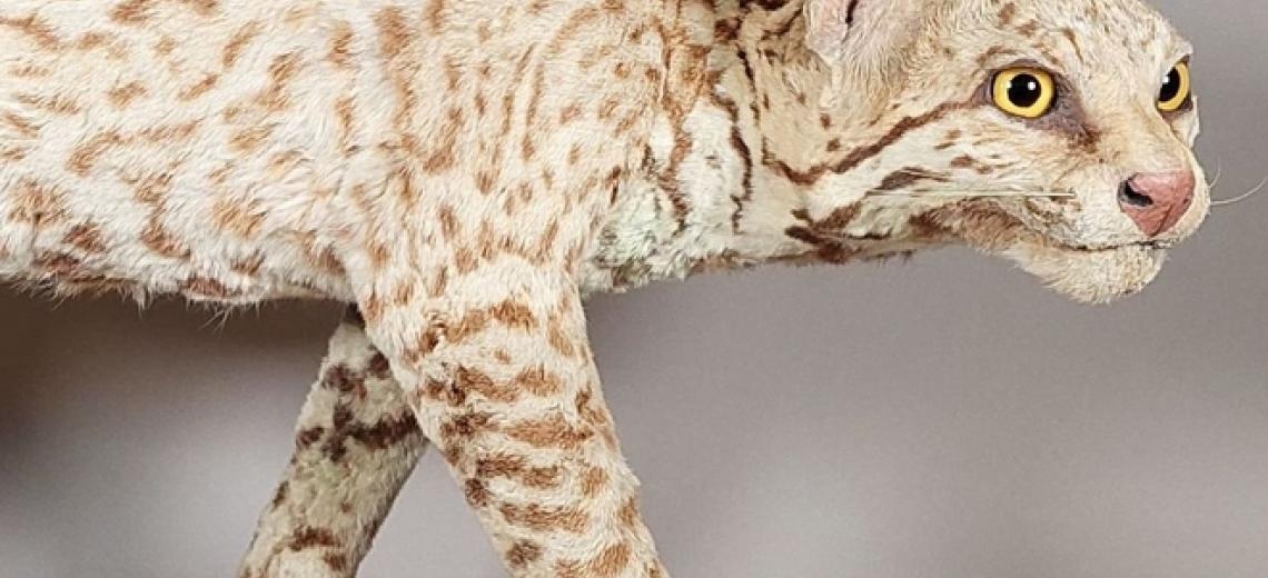 Rencontre-métier © Ocelot (Leopardus pardalis), Strasbourg, Musée Zoologique. Photo : Manon Legris / Musées de la Ville de Strasbourg. Après dépoussiérage et colorisation,