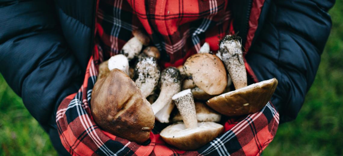 Woman hold fresh picked wild mushrooms © Freepik
