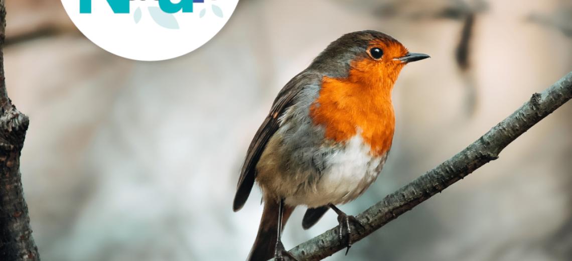 Becs et plumes © 123NaturePMA