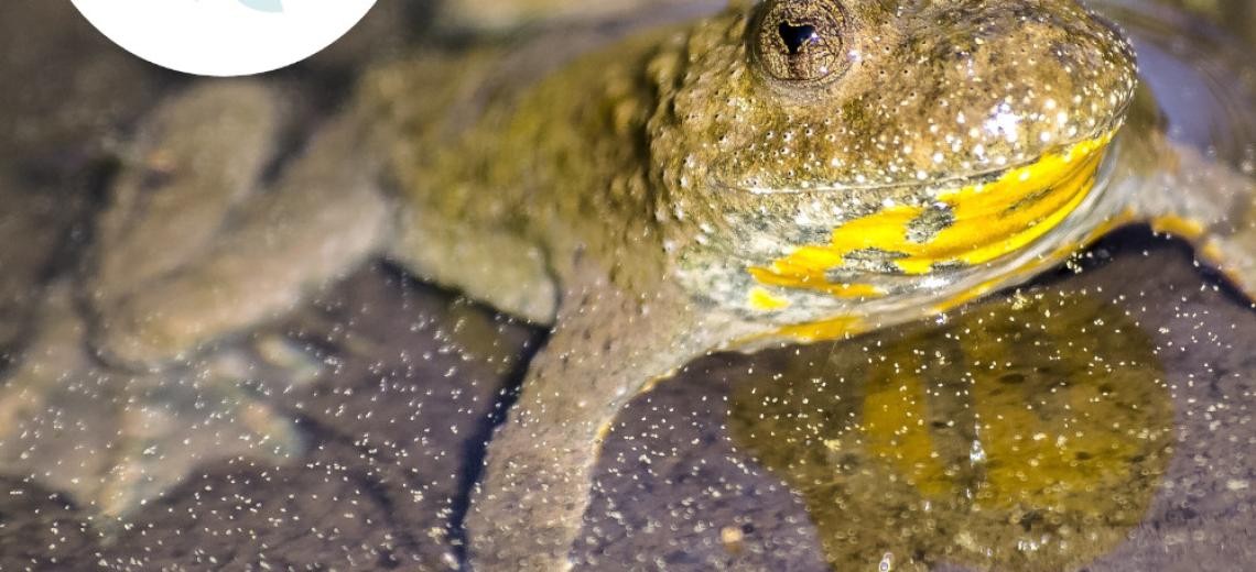 Sonneur  à ventre jaune et autres amphibiens ©  Pixabay