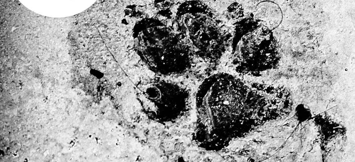 Traces et indices © Mona +