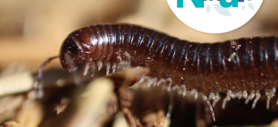 Qui suis-je ? Les petites bêtes du compost ©  Pixabay