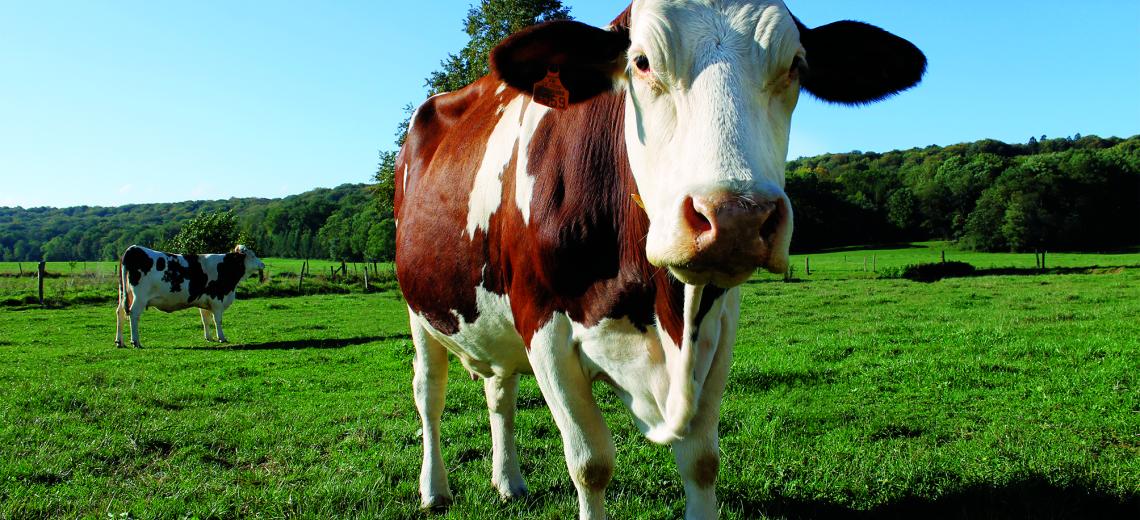 Vache montbéliarde © OTPM