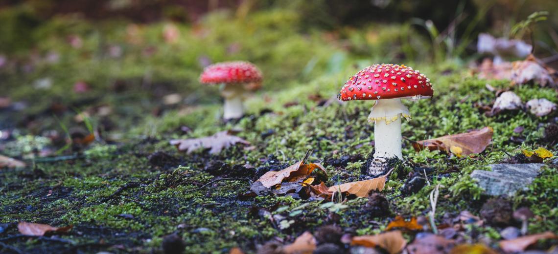 closeup-shot-cute-agaric-fungus-growing-grass © Freepik