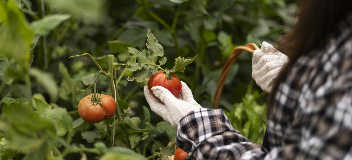 side-view-woman-picking-tomatoes