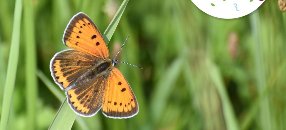 Papillon- © N. Ederlin