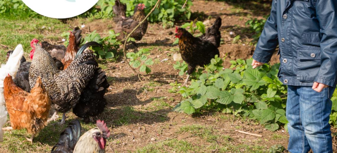 Balade a la ferme ©  T. Platt pour PMA