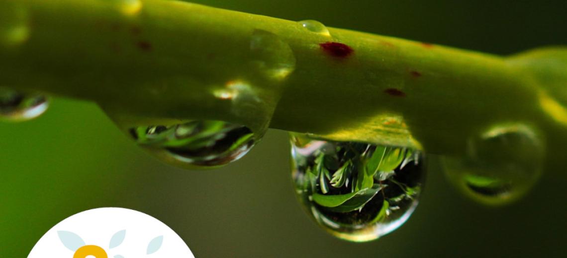 La macro au vergers ©  Pixabay