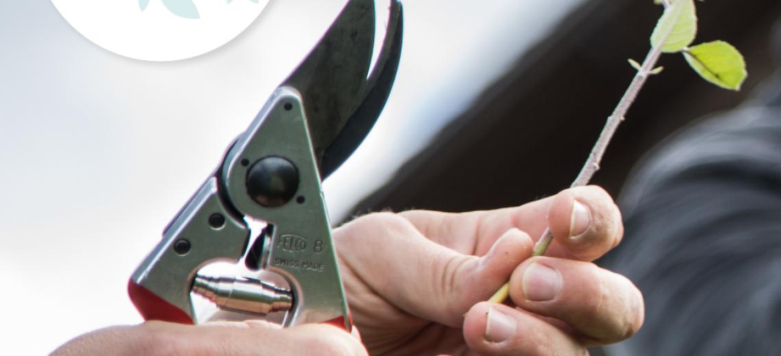 Taille d'un jeune verger ©  S. Coulon pour PMA