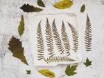 application-with-dried-leaves © fREEPIK